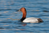 Canvasback, male, Lakewood Park, Saskatoon