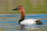 Canvasback, male, Lakewood Park, Saskatoon