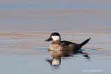 Ruddy Duck, male, fall (9042)