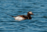 Long-tailed Duck, male (0531)