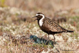 American Golden Plover