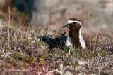 American Golden Plover (on nest)