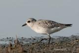 Black-bellied Plover (fall)
