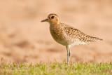 Pacific Golden Plover on wintering grounds in Hawaii