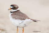 Semipalmated Plover