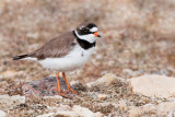 Semipalmated Plover