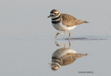 Killdeer