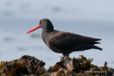 Black Oystercatcher