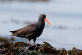 Black Oystercatcher