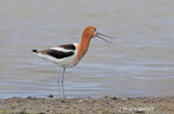 American Avocet