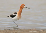 American Avocet