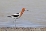 American Avocet
