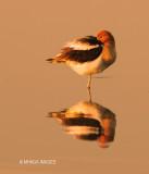 American Avocet