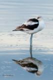 American Avocet, fall