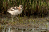 American Avocet, juvenile