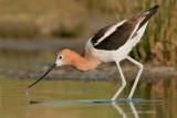 American Avocet