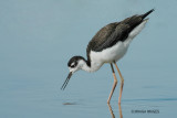 Black-necked Stilt, juvenile