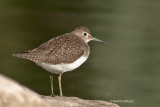 Solitary Sandpiper