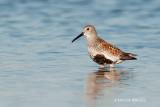 Dunlin