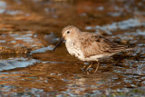 Dunlin, spring