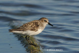 Semipalmated Sandpiper