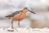 Short-billed Dowitcher