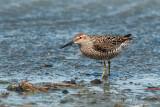 Stilt Sandpiper