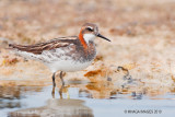 Red-necked Phalarope