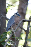 Boat-billed Heron