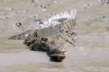 Crocodiles of the Tarcoles River