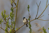 Reed Bunting/ Rietgors