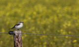 Lesser grey Shrike/ Kleine Klapekster
