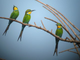Swallow tailed Bee-eater/ Zwaluwstaart Bijeneter