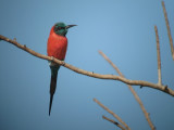 Northern Carmine Bee-eater /Karmijnrode Bijeneter