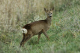 Ree / Roe Deer