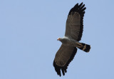 African Harrier Hawk /  Kaalkopkiekendief