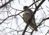 Faucon plerin, Peregrine Falcon