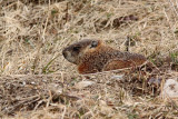 Marmotte