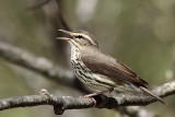 Paruline des ruisseaux