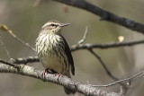 Paruline des ruisseaux