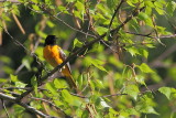 Oriole de Baltimore