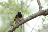 Paruline flamboyante