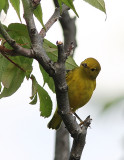 Paruline jaune