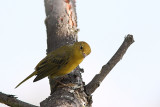 Paruline jaune