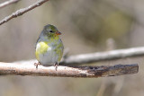 Chardonneret jaune