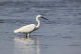 Aigrette garzette