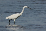 Aigrette garzette