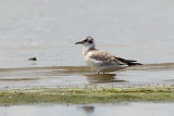 Mouette de Bonaparte