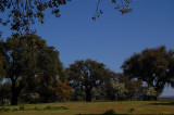 Cork-oaks