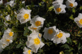 Cistus salvifolius